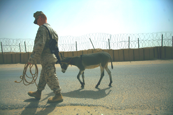 Smoke the Donkey Walks Around Camp